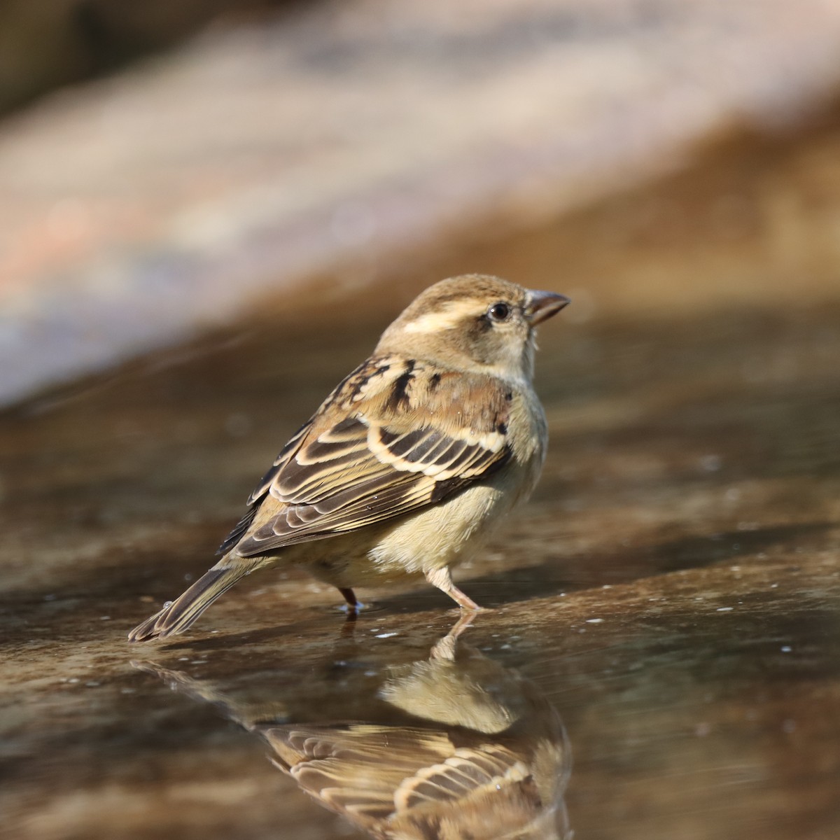 Russet Sparrow - ML647510003