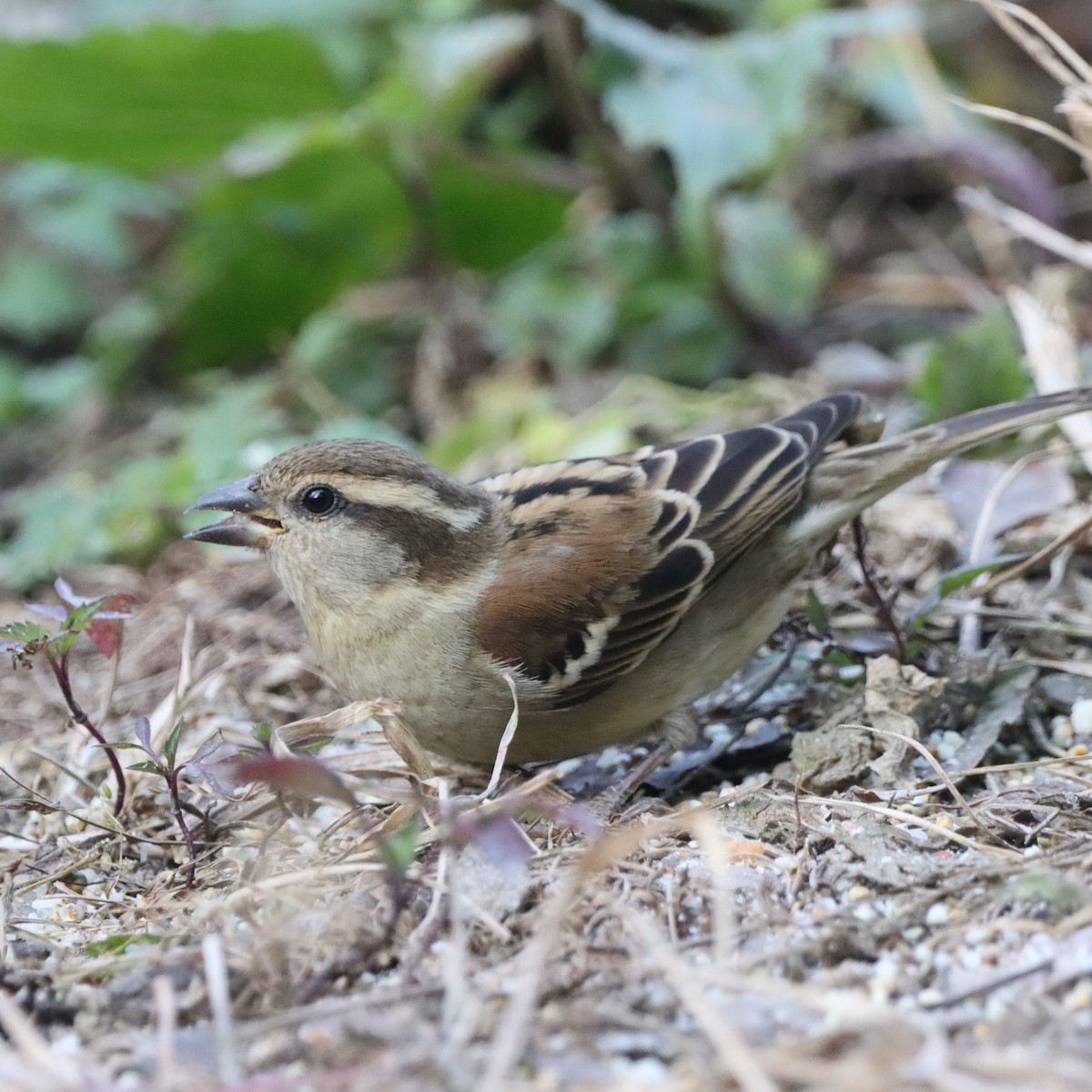 Russet Sparrow - ML647510010