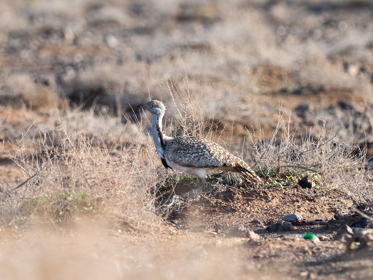 Hubara basoilo afrikarra - ML647510017