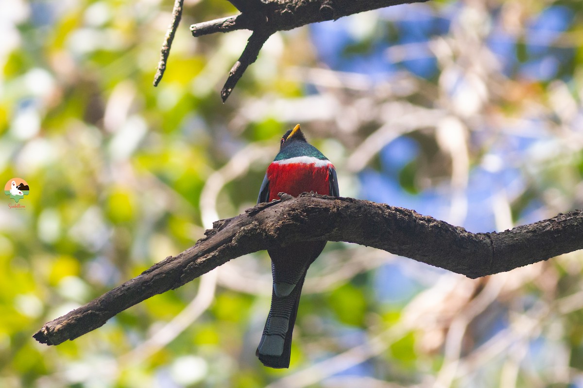 Elegant Trogon - ML647510018