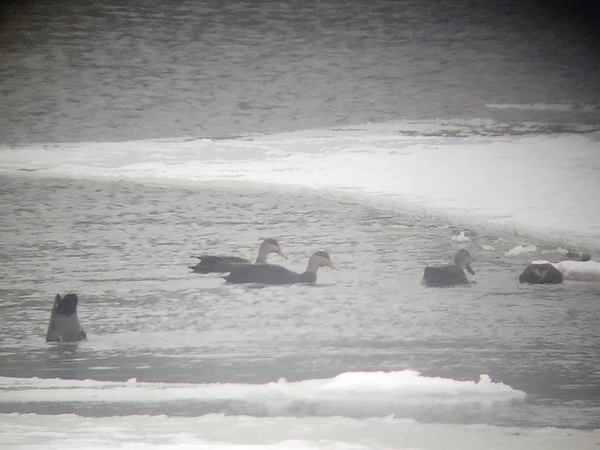 American Black Duck - ML647510020