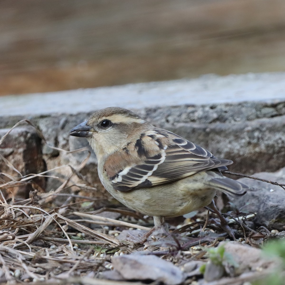 ニュウナイスズメ - ML647510023