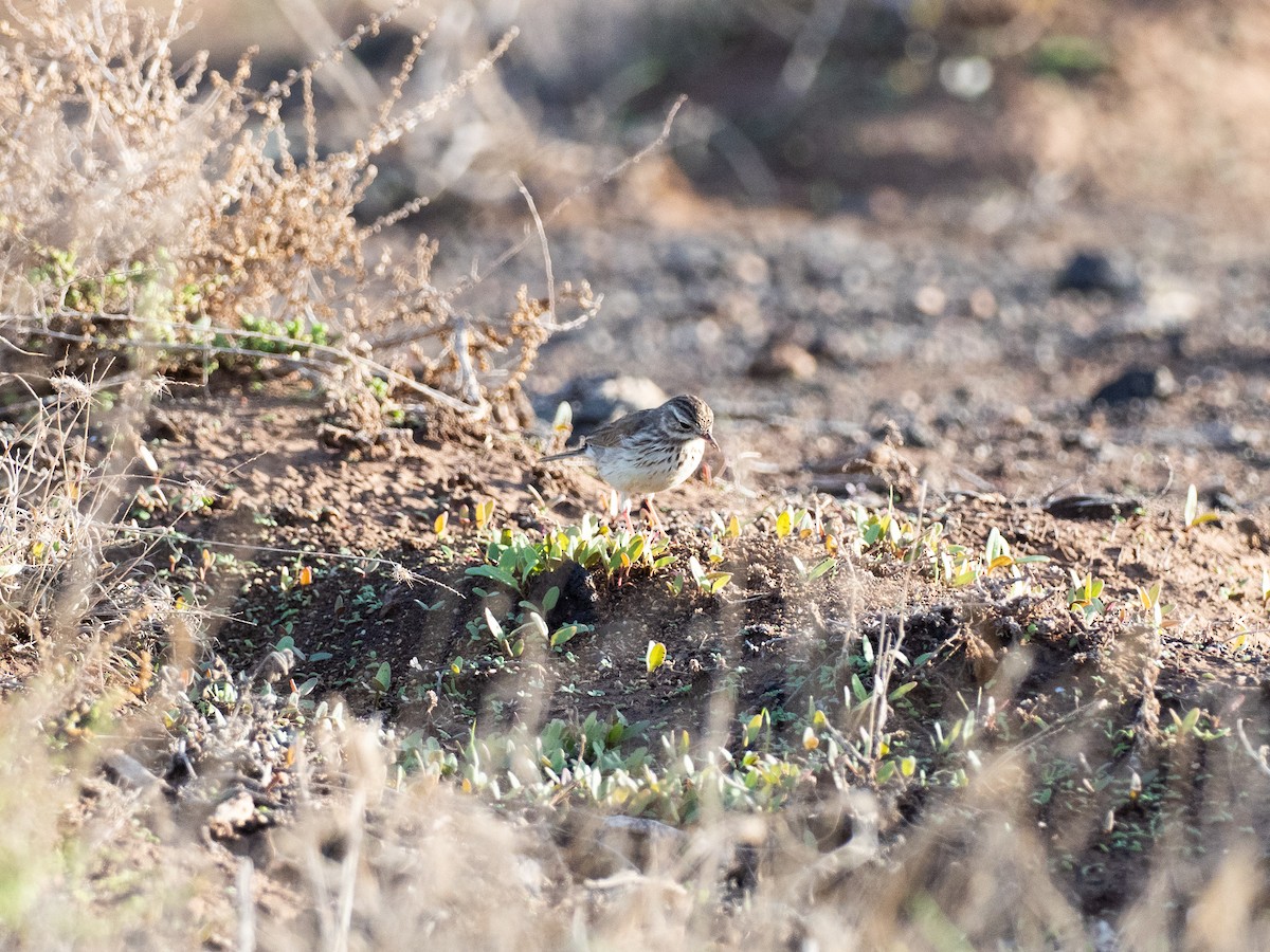 カナリータヒバリ - ML647510027