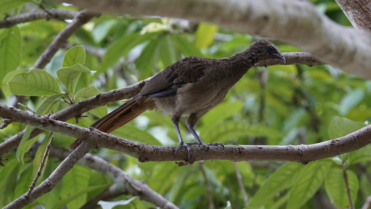 アマゾンヒメシャクケイ - ML647510028