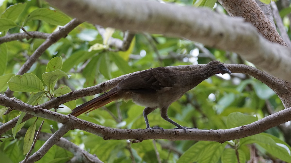 アマゾンヒメシャクケイ - ML647510029