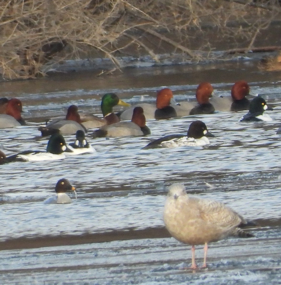 マガモ - ML647510031