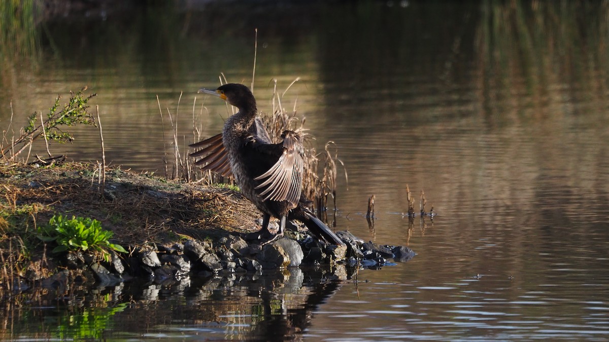 カワウ - ML647510032