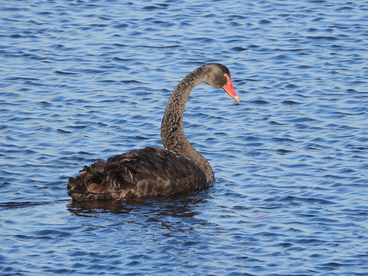 コクチョウ - ML647510033