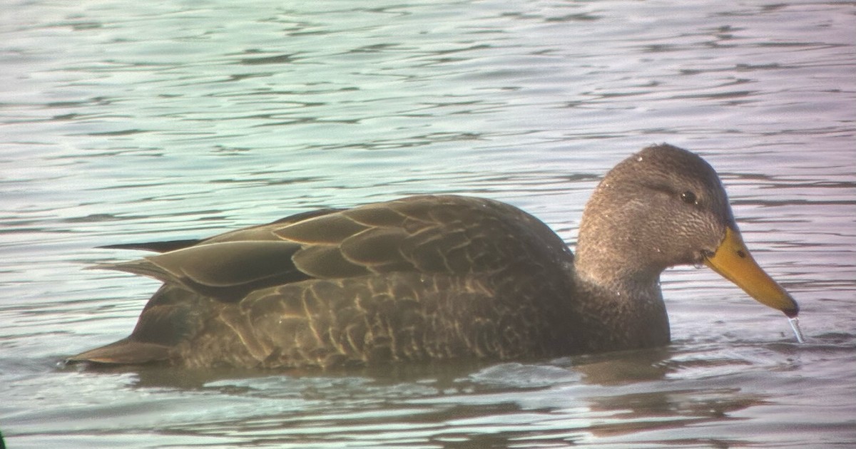 アメリカガモ - ML647510035