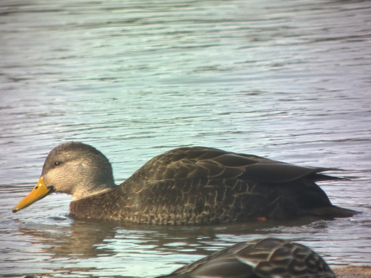 アメリカガモ - ML647510038