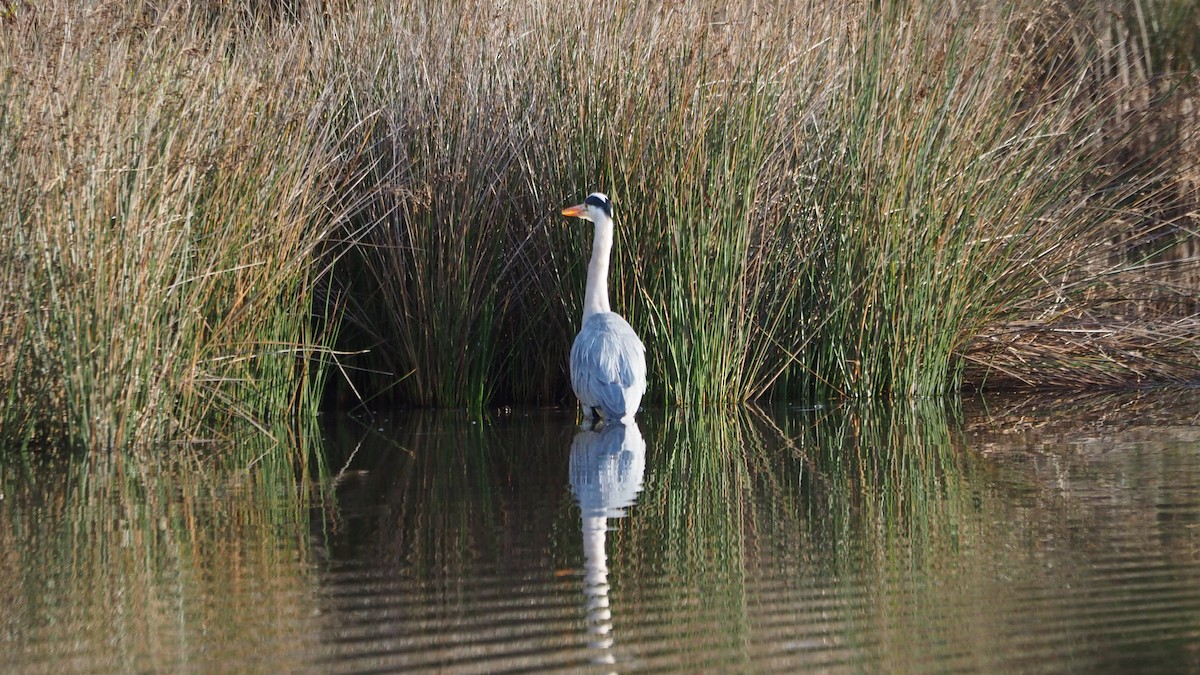 アオサギ - ML647510040