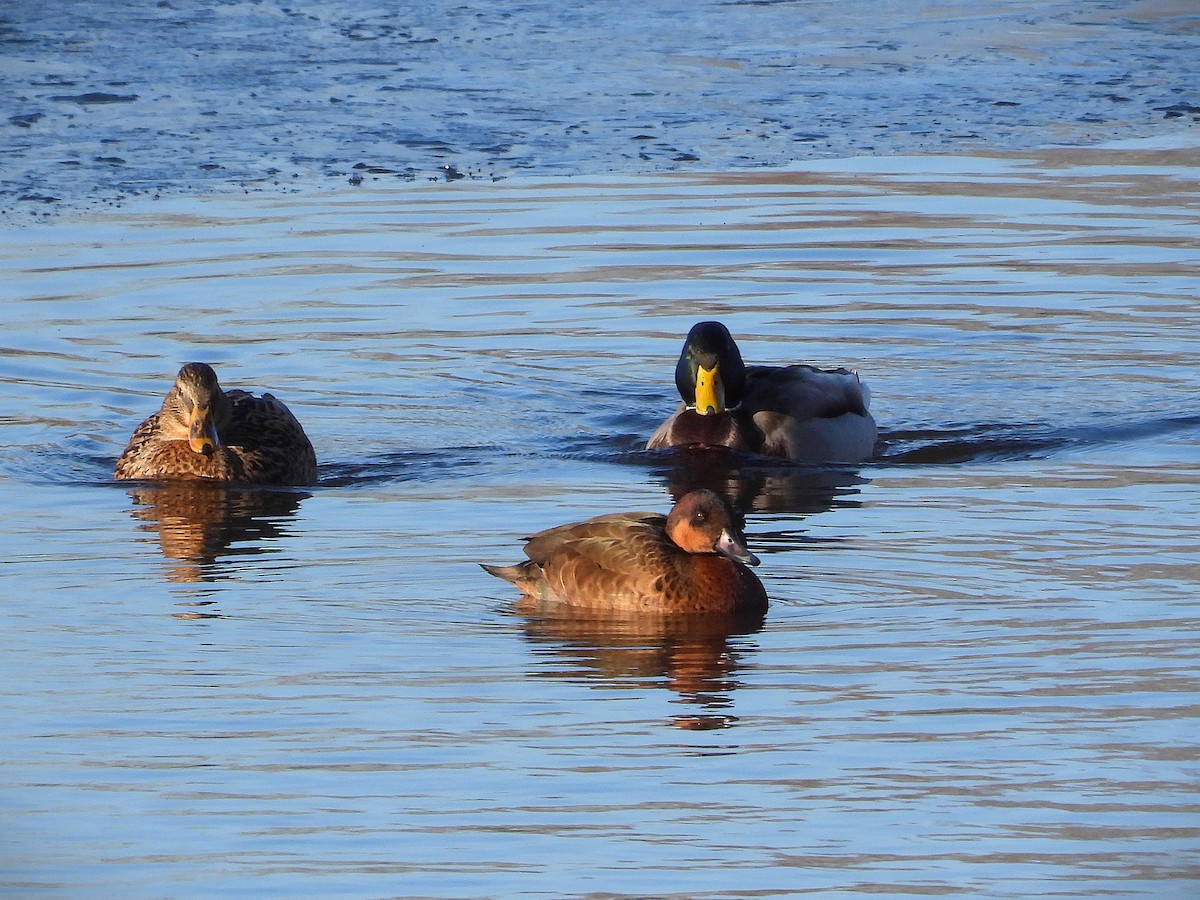 カモ亜科 - ML647510042