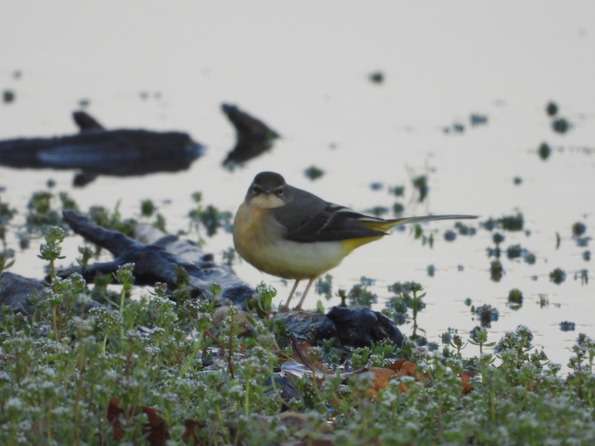 キセキレイ - ML647510043