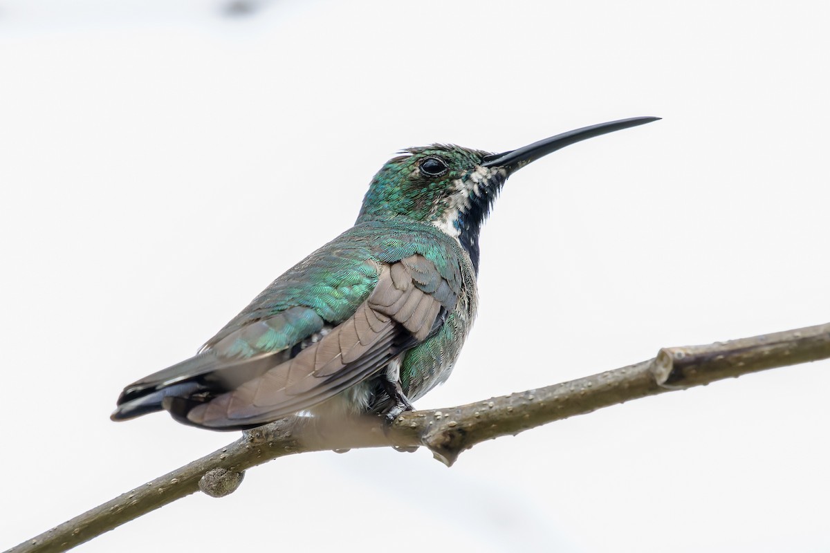 アオムネマンゴーハチドリ - ML647510046