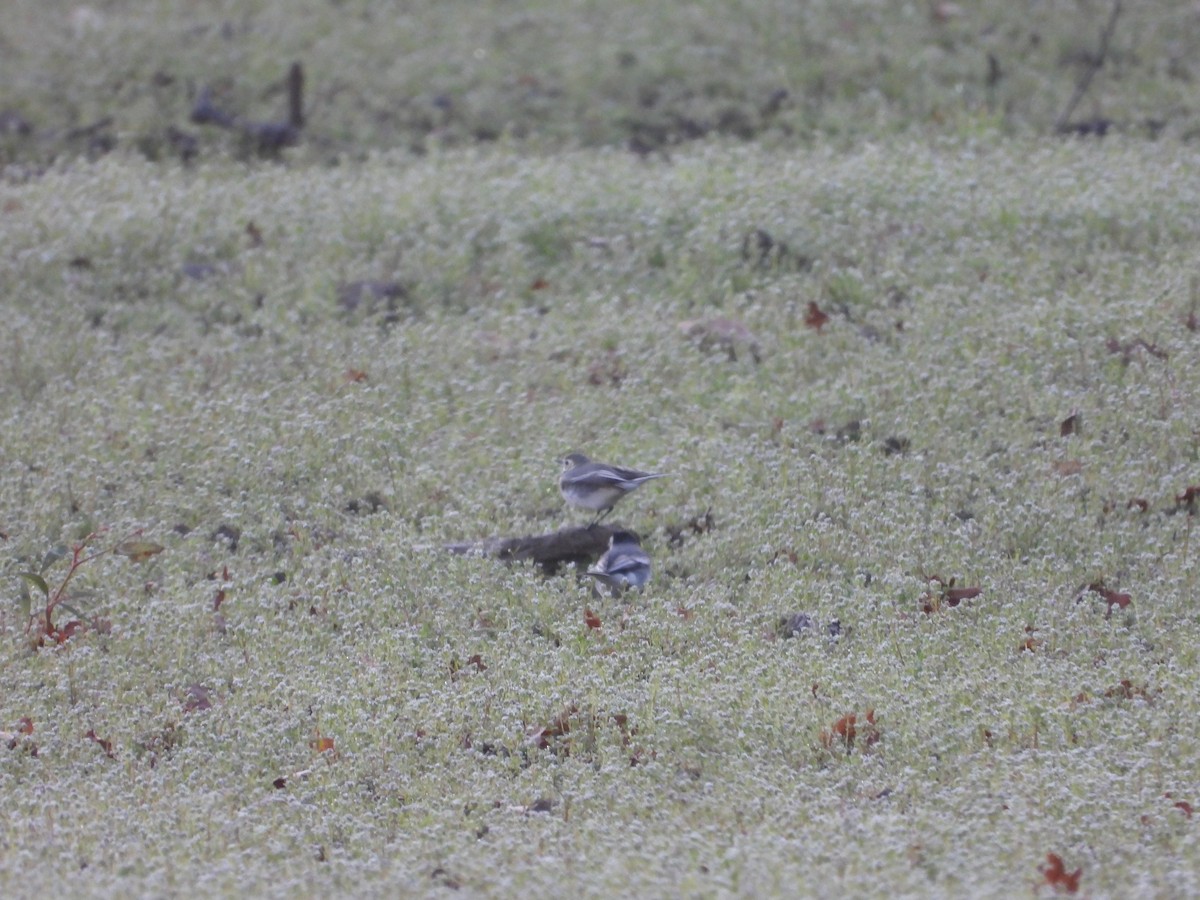 ハクセキレイ - ML647510050