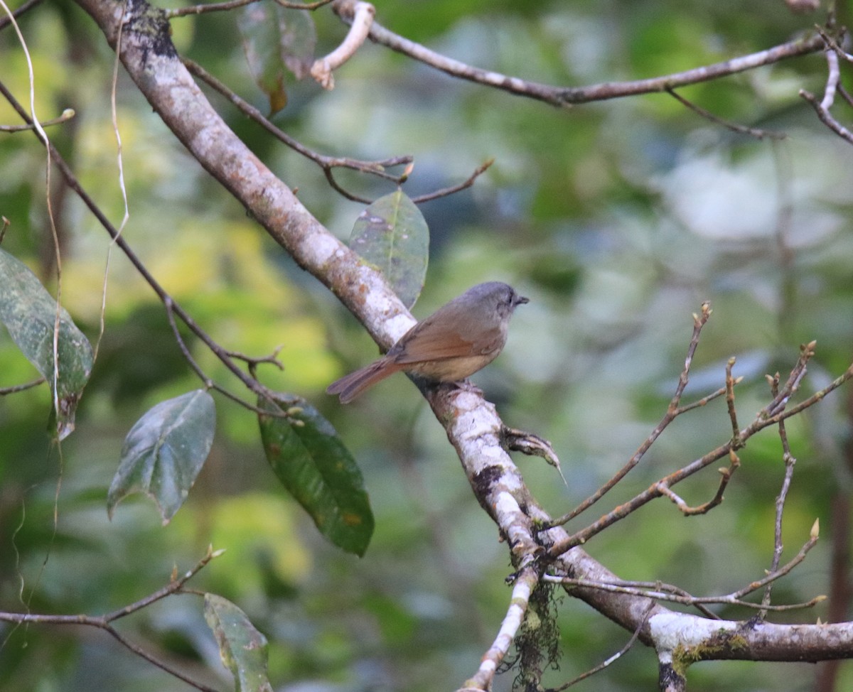 ハイガシラチメドリ - ML647510052