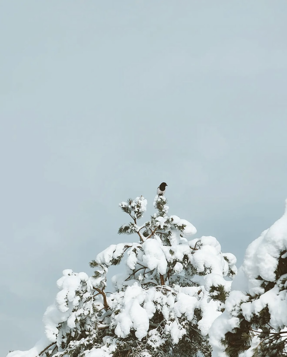 アメリカカササギ - ML647510053