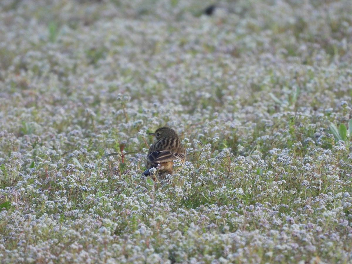 マキバタヒバリ - ML647510056