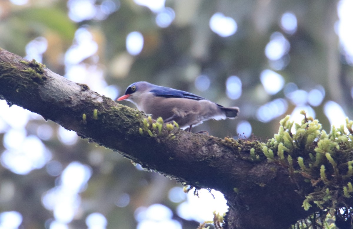 Velvet-fronted Nuthatch - ML647510071