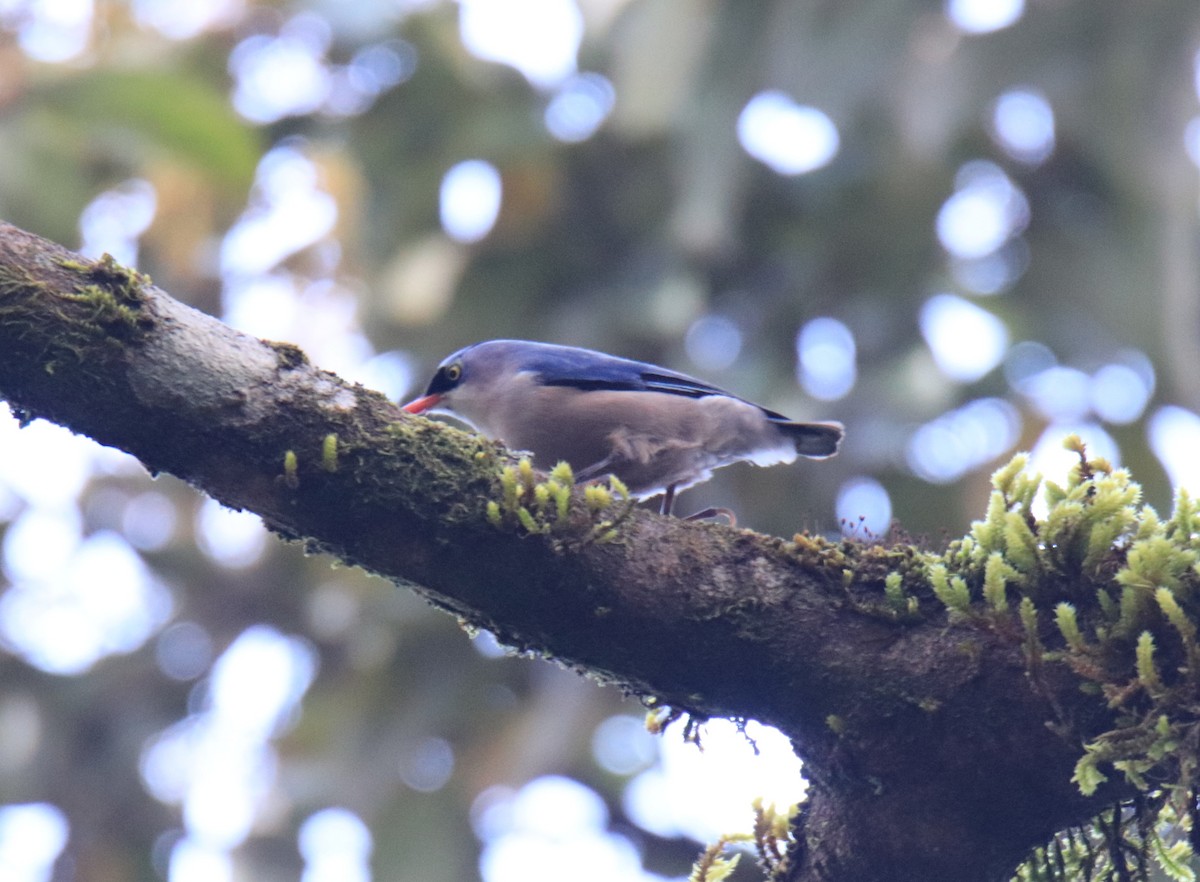 Velvet-fronted Nuthatch - ML647510087
