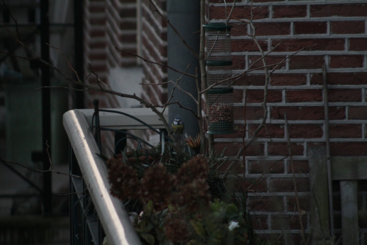 Eurasian Blue Tit - ML647510091