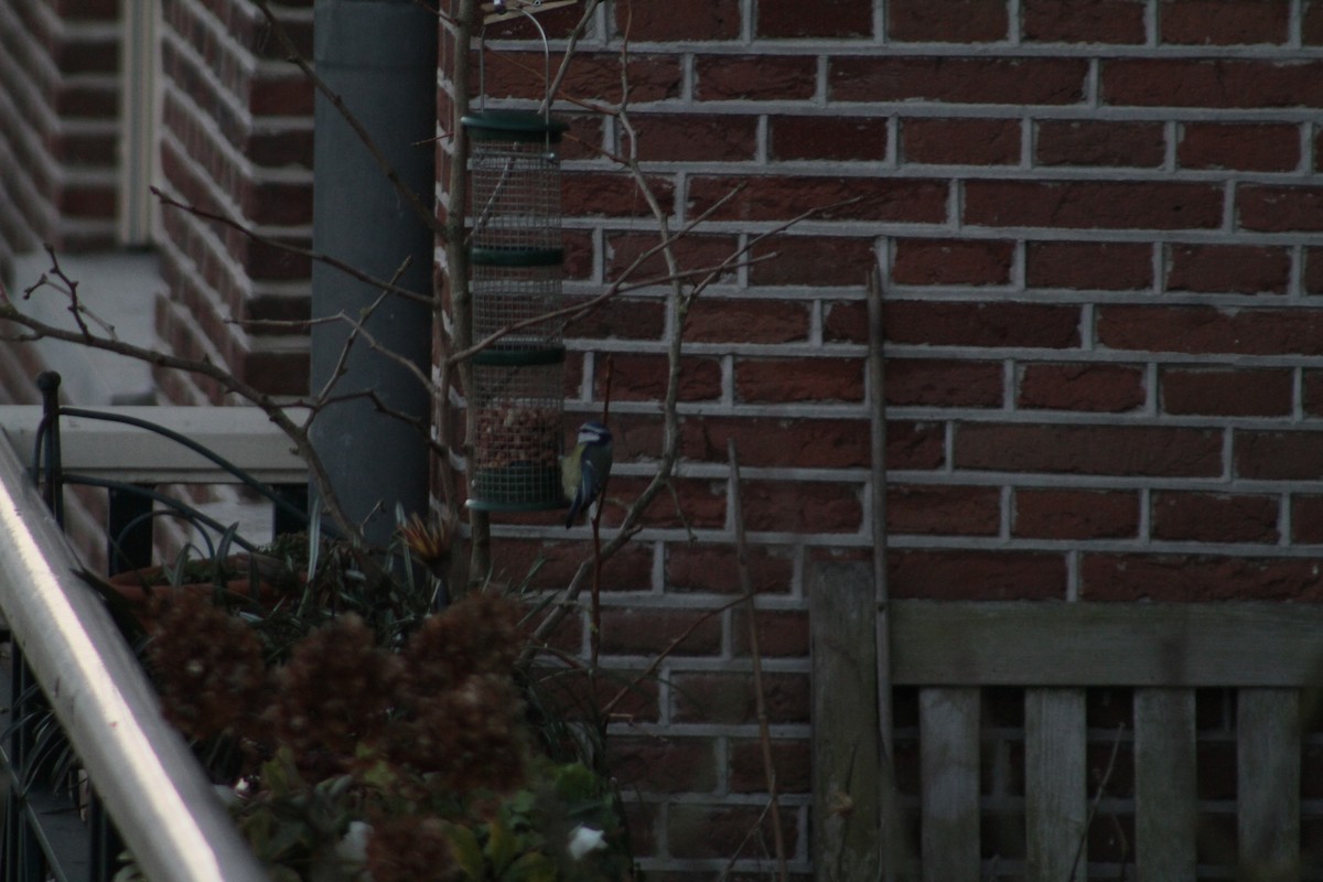 Eurasian Blue Tit - ML647510092