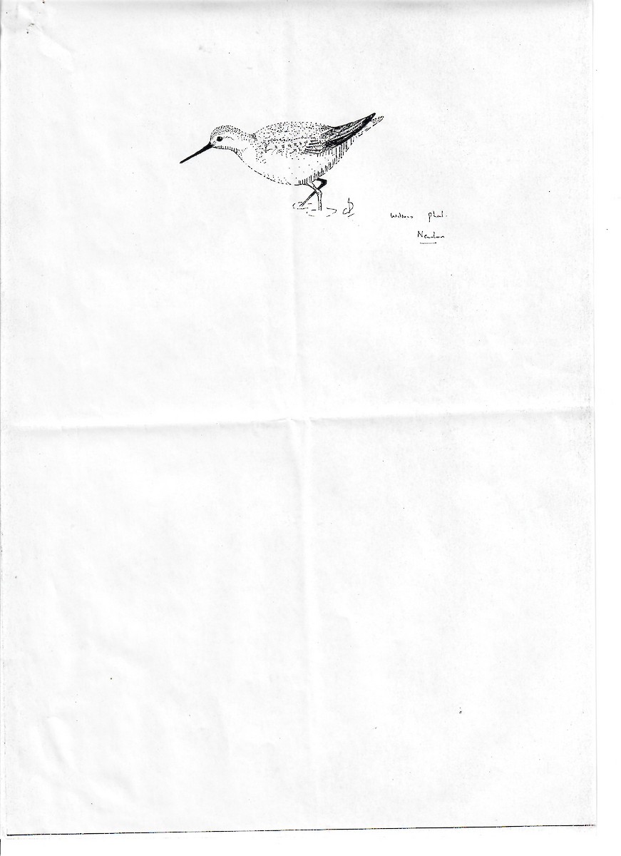 Wilson's Phalarope - ML647510099