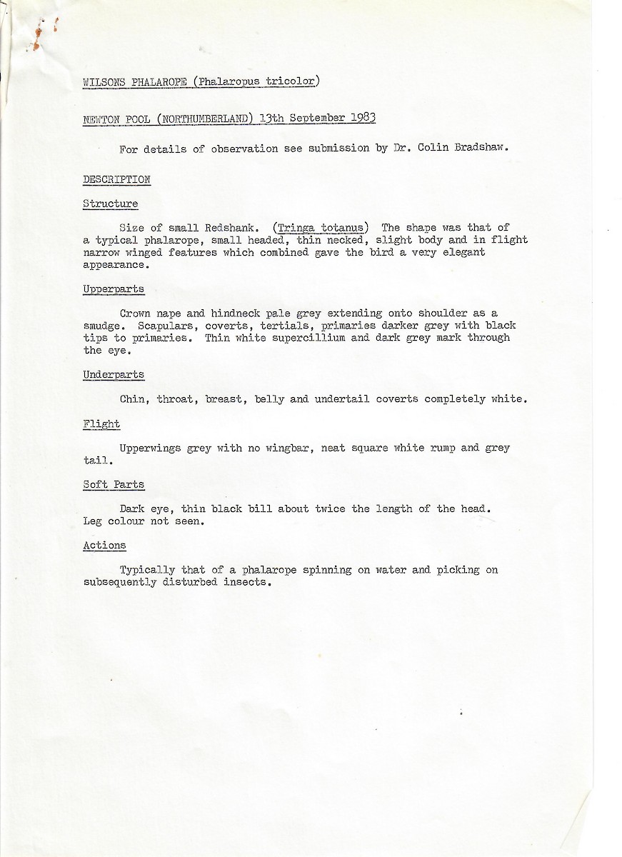 Wilson's Phalarope - ML647510100