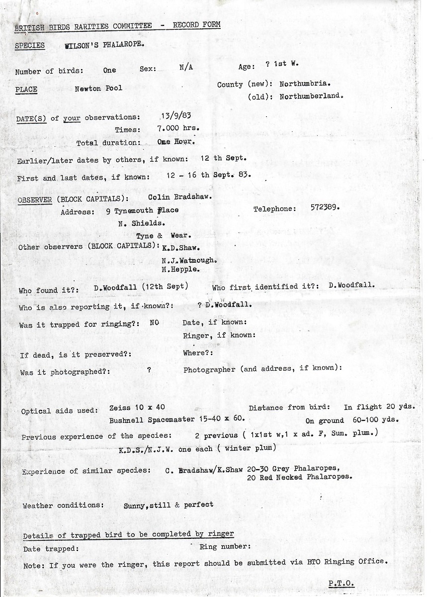 Wilson's Phalarope - ML647510101