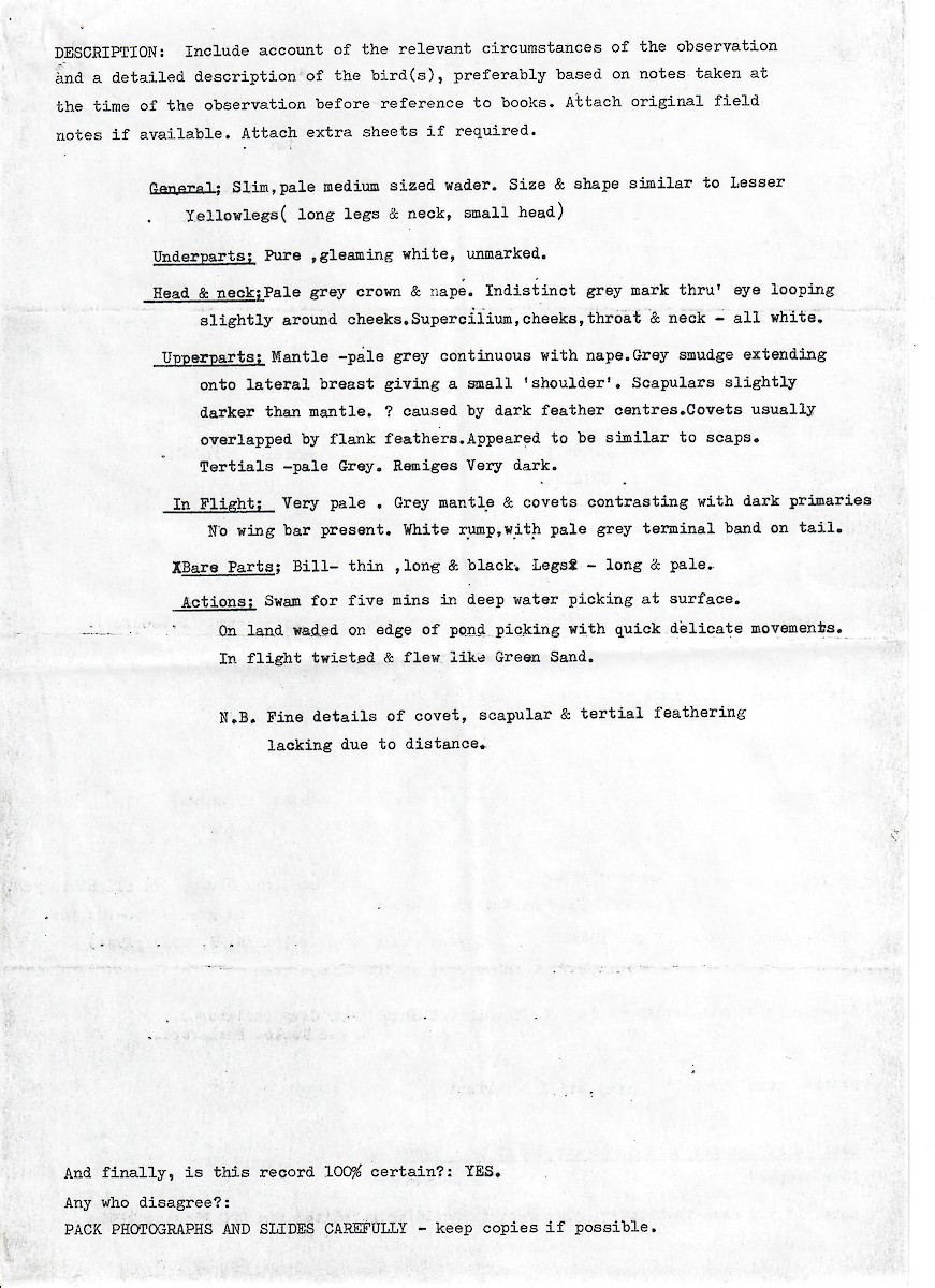 Wilson's Phalarope - ML647510102