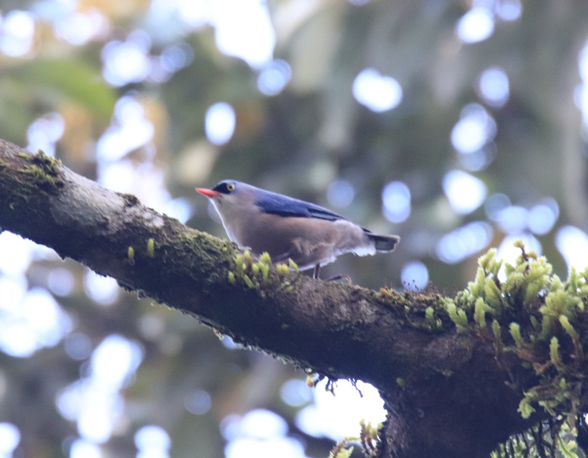 Velvet-fronted Nuthatch - ML647510106