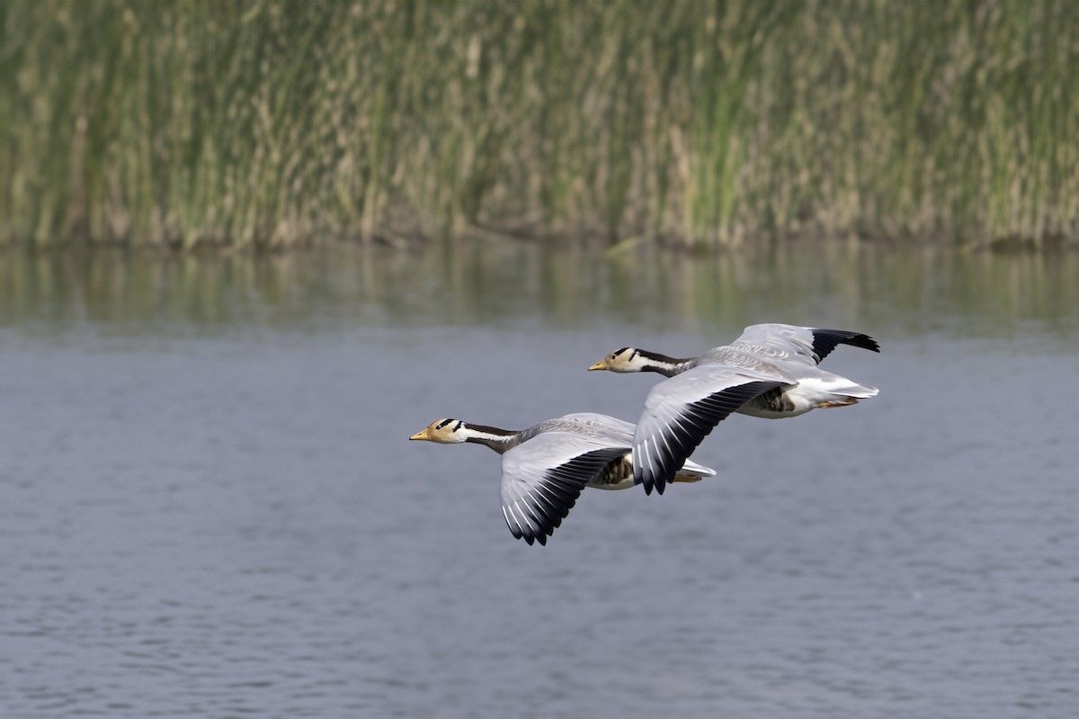 Oie à tête barrée - ML647510107