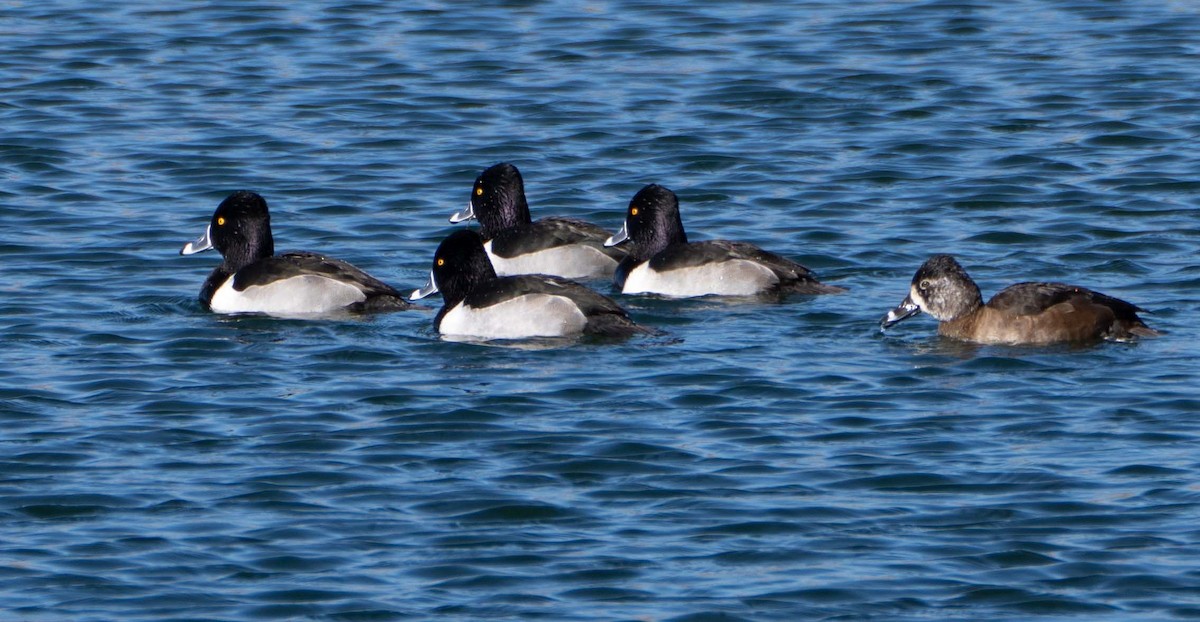 クビワキンクロ - ML647510109