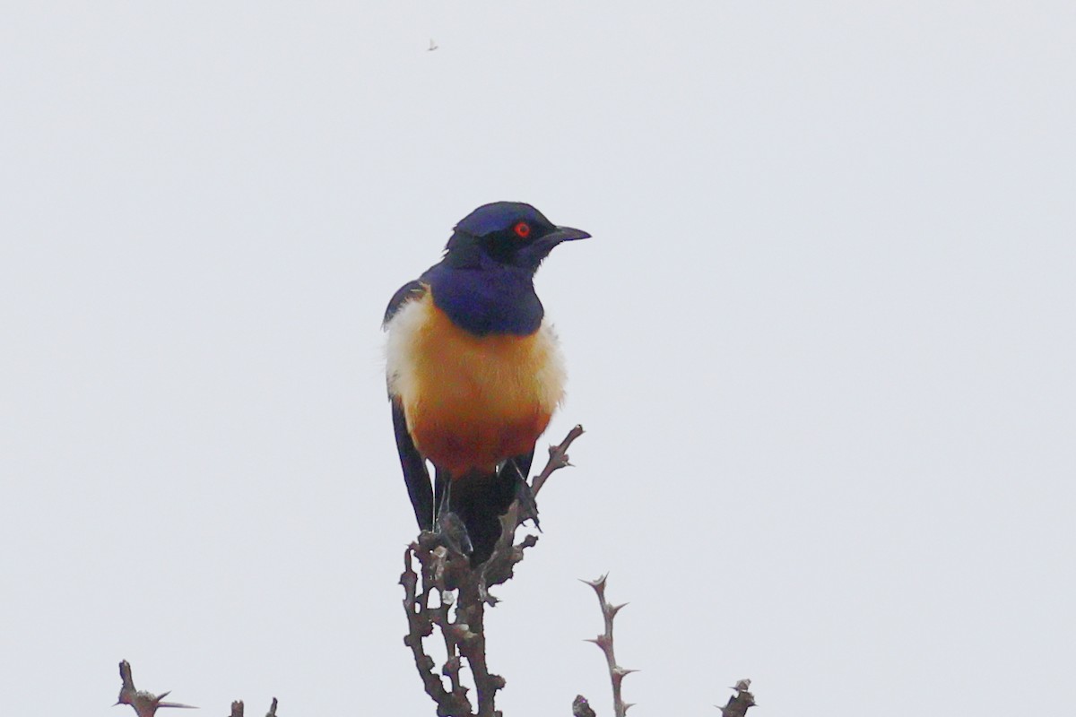 Hildebrandt's Starling - ML647510139
