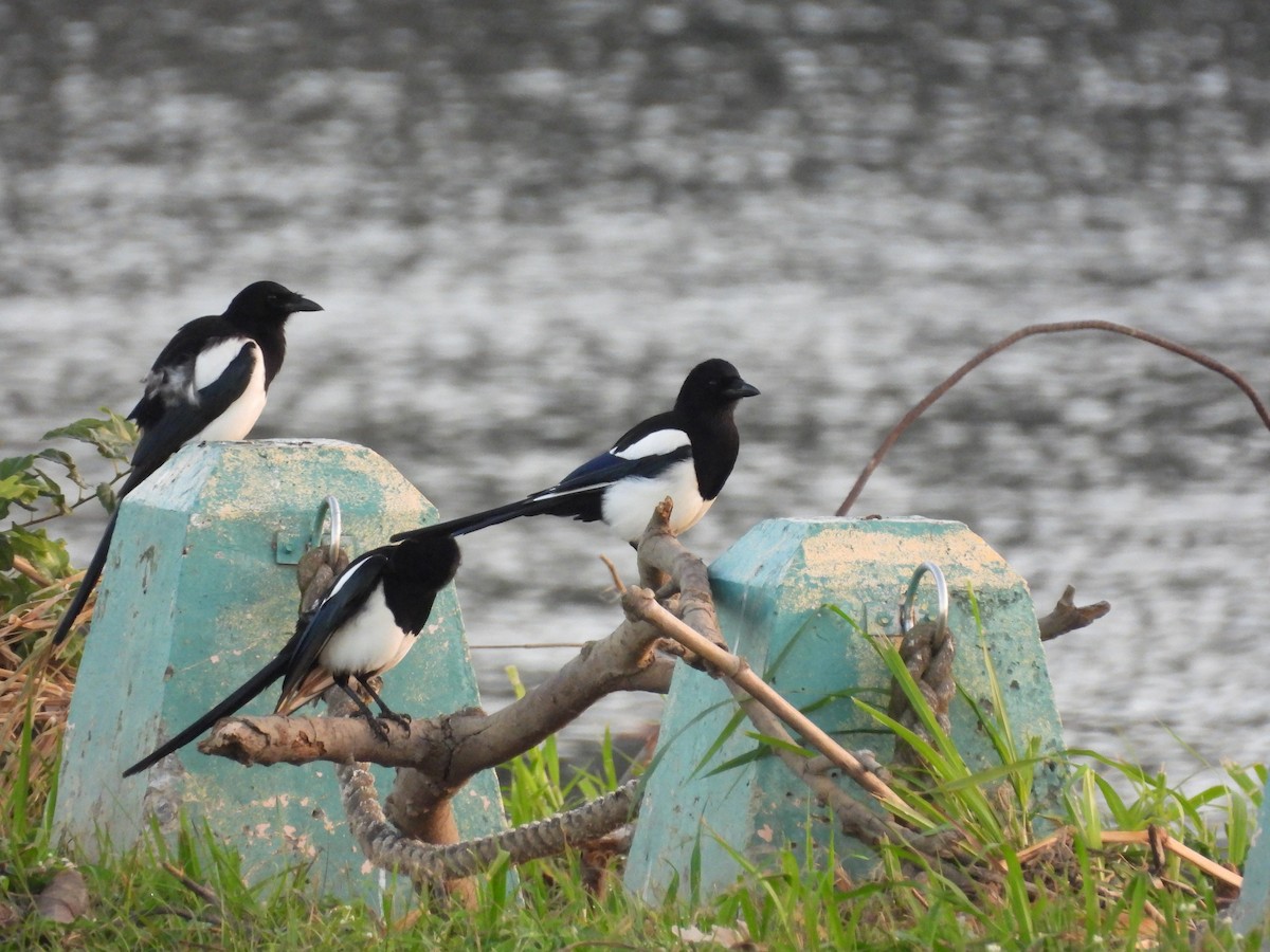 straka čínská - ML647510140