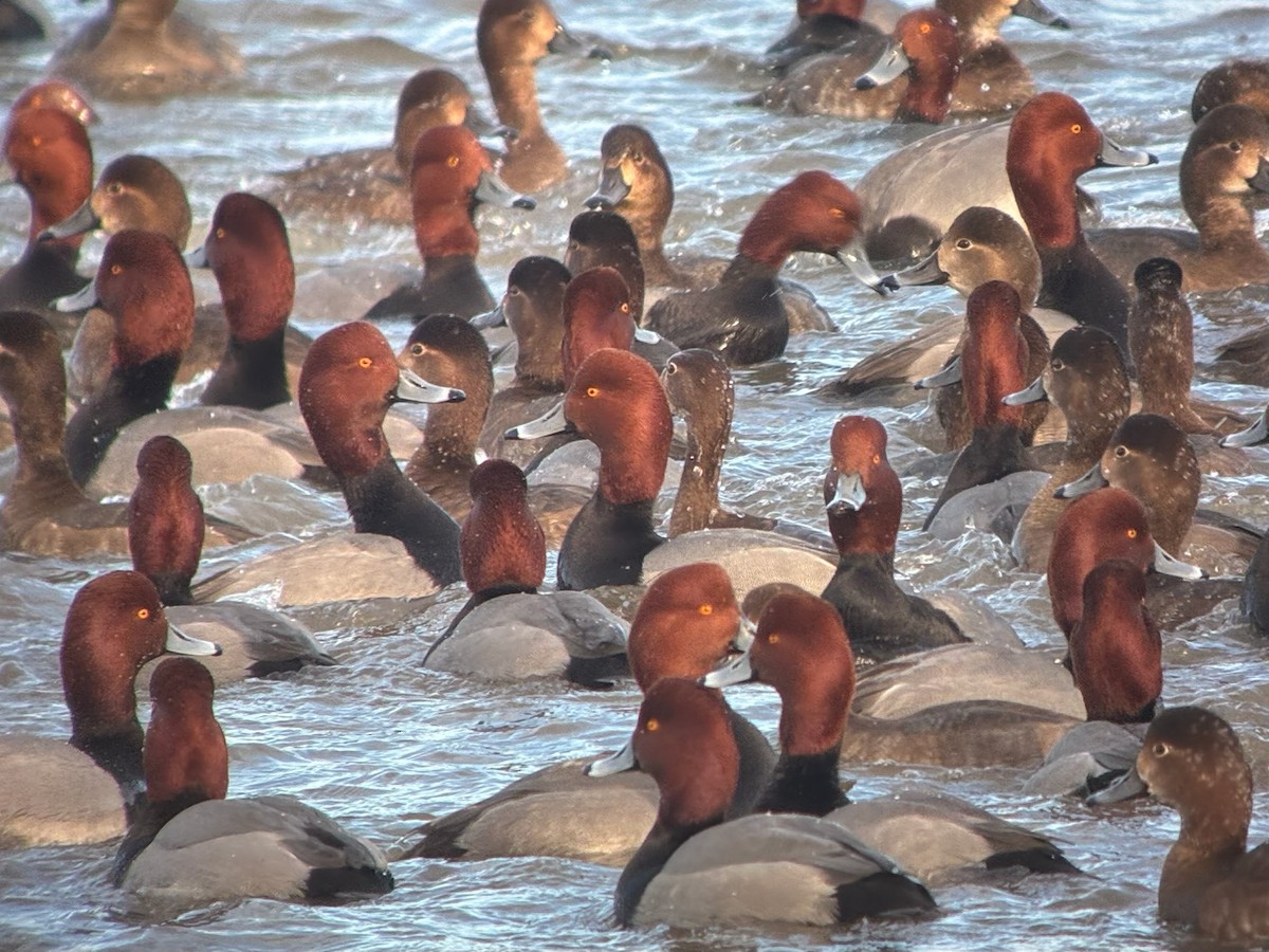 アメリカホシハジロ - ML647510148