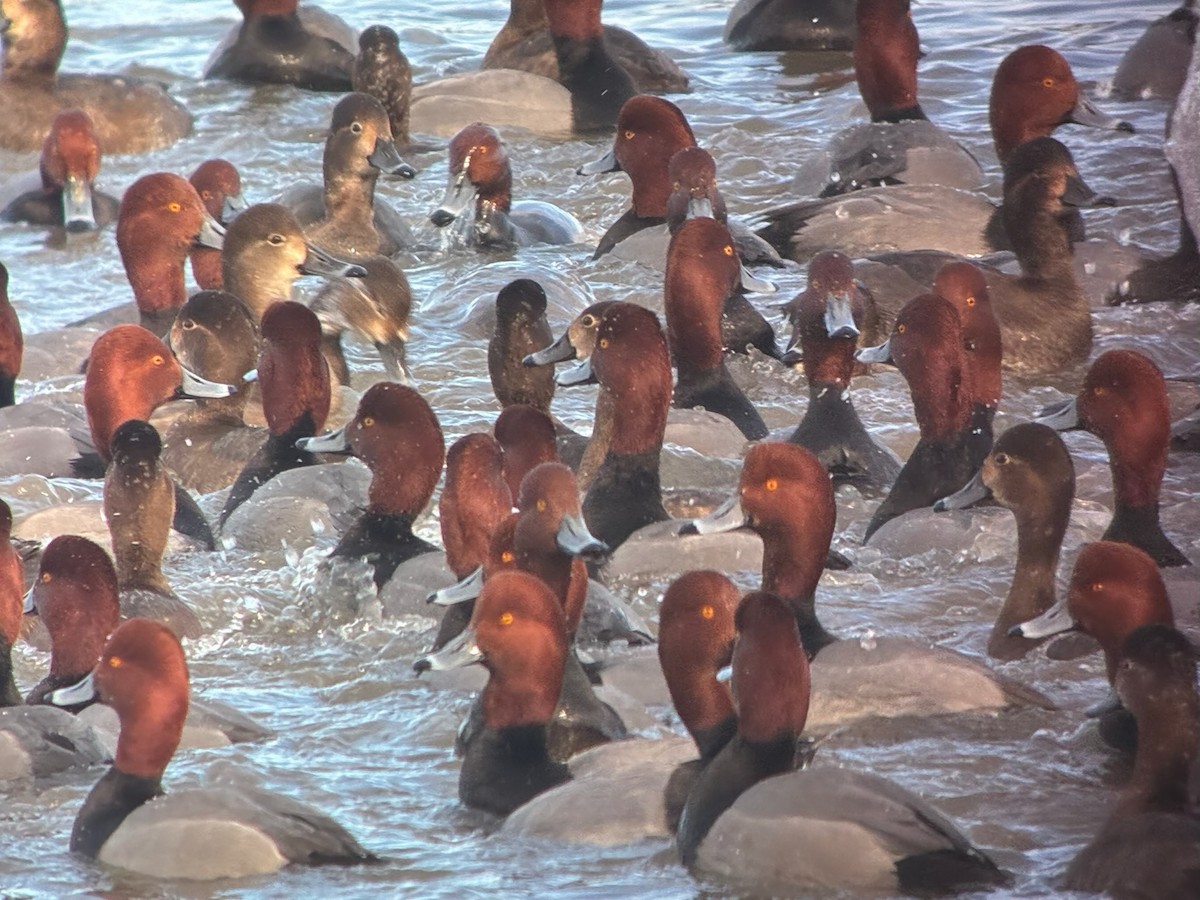 アメリカホシハジロ - ML647510149