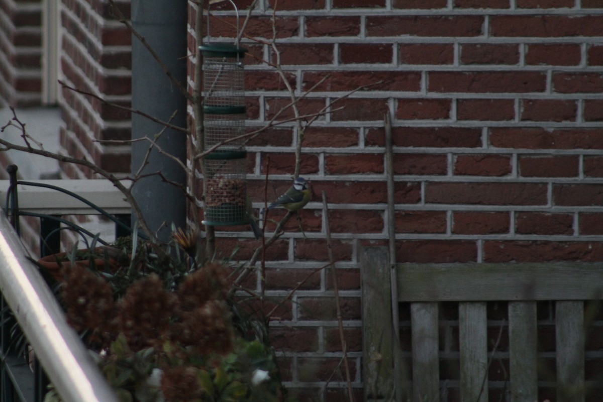 Eurasian Blue Tit - ML647510152