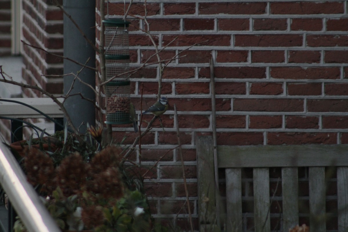 Eurasian Blue Tit - ML647510153