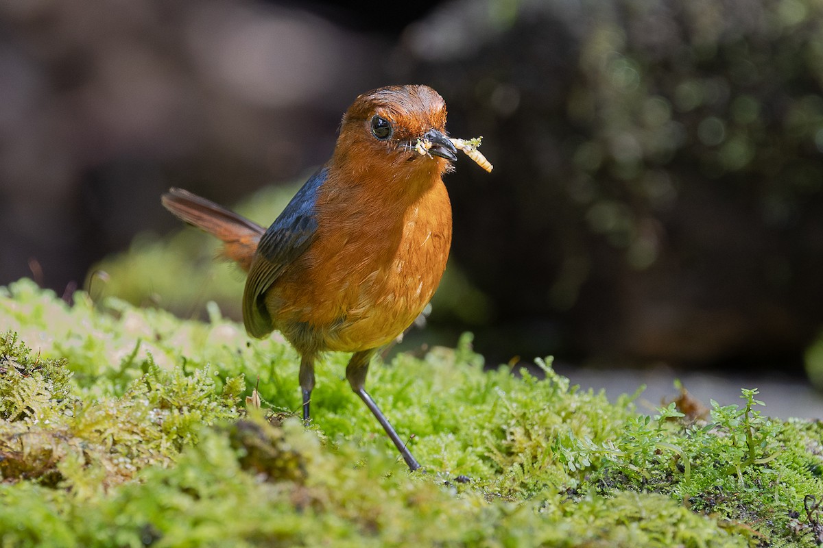 Brachyptère de Bornéo - ML647510191