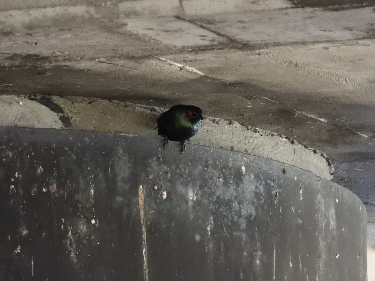 špaček rudooký - ML647510209