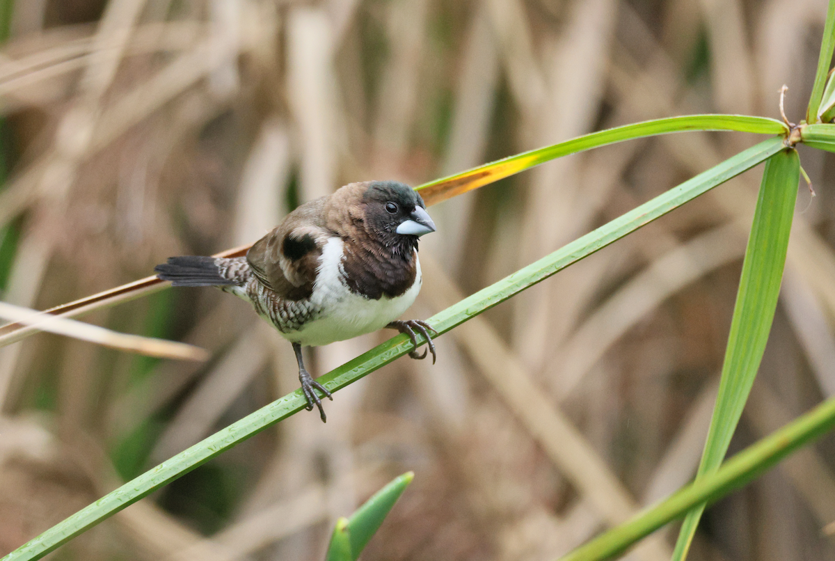 Bronze Mannikin - ML647510223
