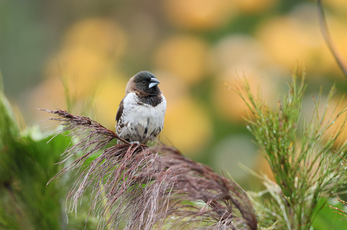 Bronze Mannikin - ML647510224