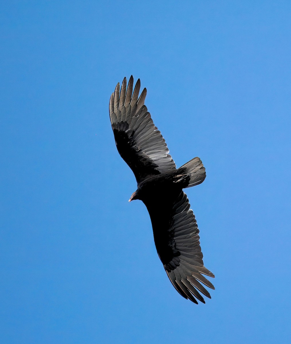 Turkey Vulture - ML647510228