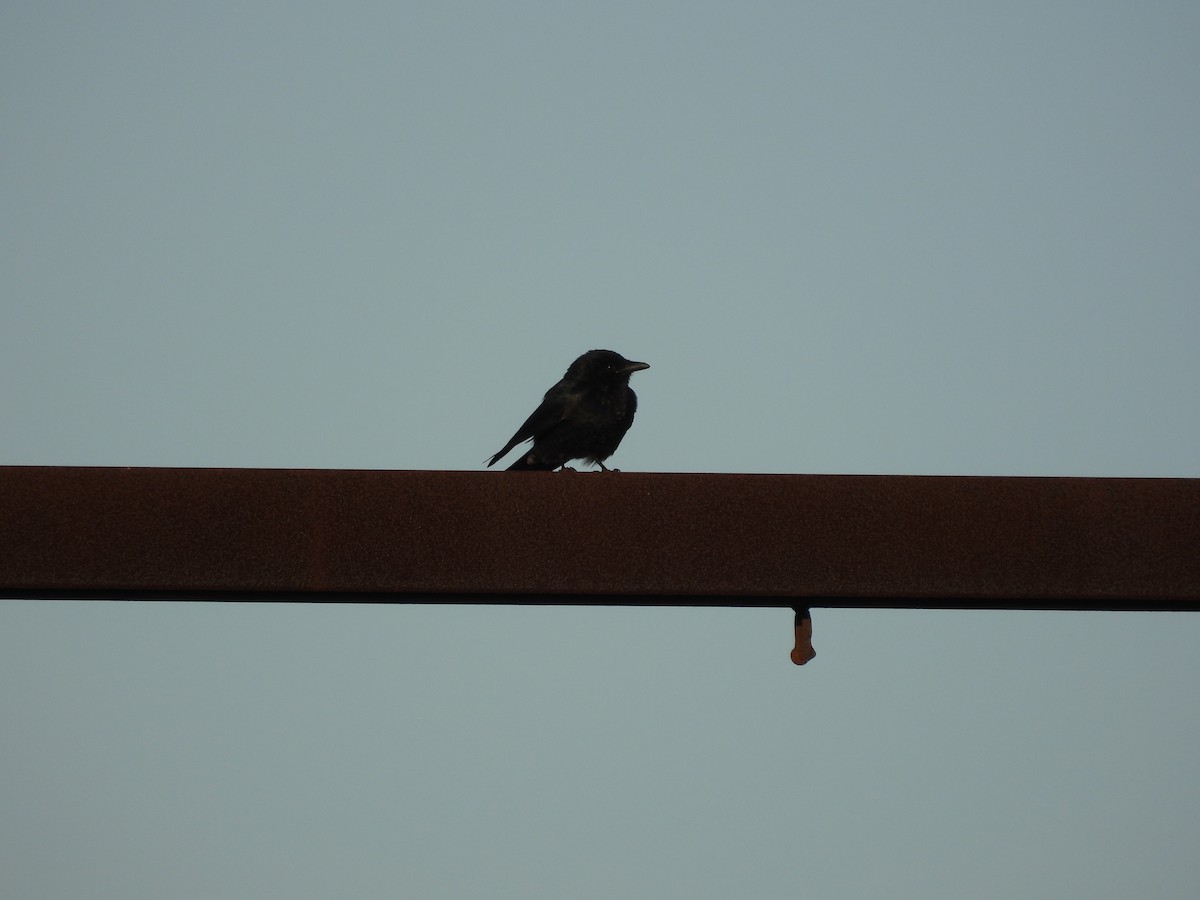 drongo černý - ML647510231