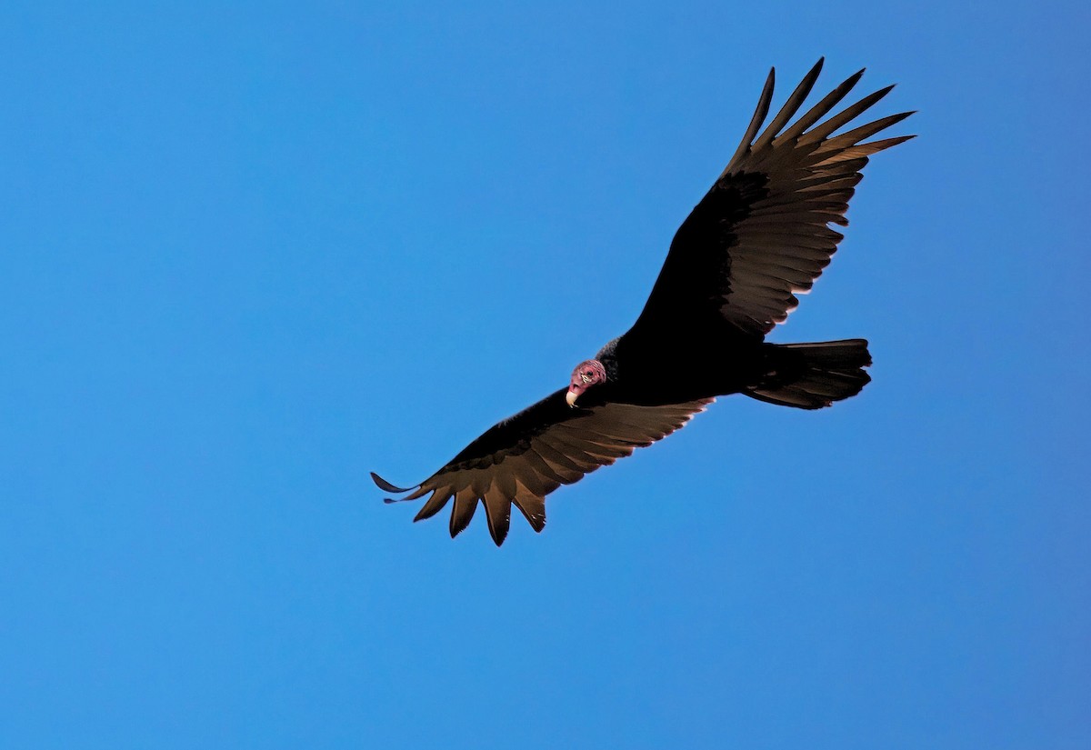 Turkey Vulture - ML647510235