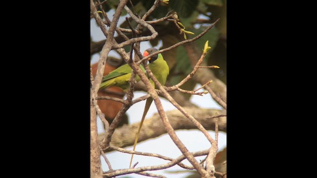 Папужець сіроголовий - ML647510243