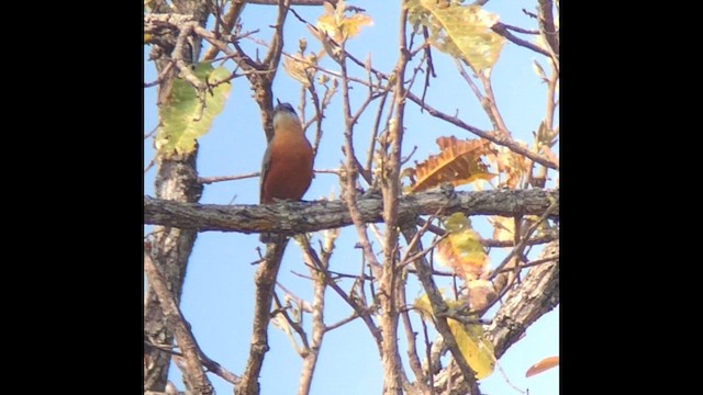 Burmese Nuthatch - ML647510256