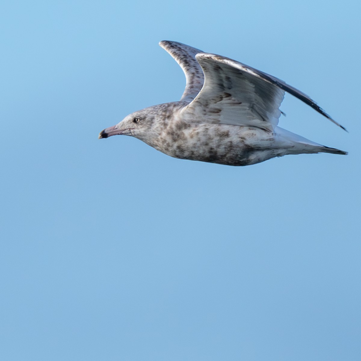 Gavión Hiperbóreo - ML647510257