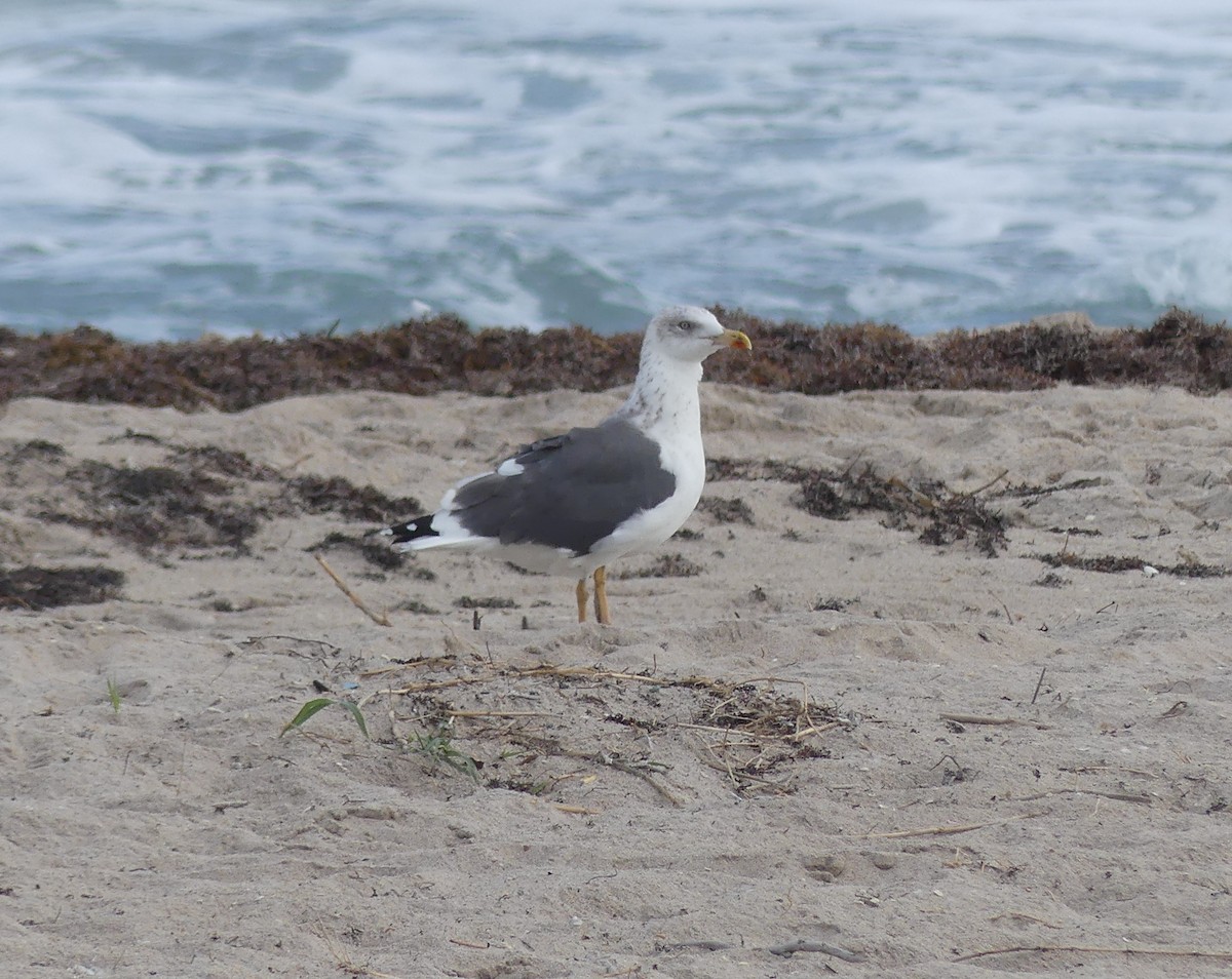 Gaviota Sombría - ML647510264
